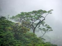 Markanter Baum vor Nebelwand